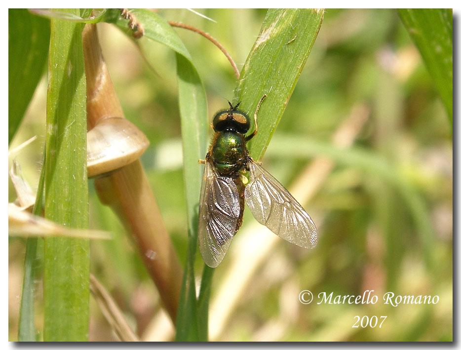 Album di ditteri fotografati in Sicilia nel 2007